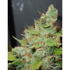 Dutch Passion Orange Hill Special® neobsahuje THC 10 ks
