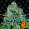 Barney's Farm Critical Kush Balenie: 10
