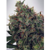 Ministry of Cannabis Ultra White Amnesia Balenie: 5