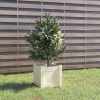 zahrada-XL Záhradný kvetináč biely 31x31x31 cm borovicový masív 810524
