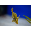 Acreichthys tomentosus