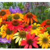 Echinacea Cheyenne Spirit / Color Magic (Echinacea Cheyenne Spirit / Color Magic)