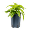 Dracaena lemon surprise 13/12 v.25 cm