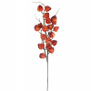 Vetvička Physalis P2105