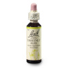 bachova esence č. 7 CHESTNUT BUD - Poupě jírovce (originální bachovy esence z Anglie - vyráběno od roku 1939 - balení kapky 20 ml ve skle s kapátkem, konzervováno v alkoholu 27 %)