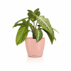 Lechuza geobra Kvetináč Lechuza Classico Color DECO Farba: ružová, Veľkosť: 14 (15 / 14 cm)