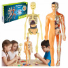 Anatomické ľudské telo, skladanie modelu ľudskej kostry