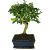 Izbová bonsaj Carmona microphylla - čaj fuki 440