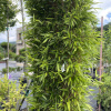 Bambus Phyllostachys Vivax Aureocaulis, výška 250/300 cm, v črepníku 35l