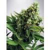 Ministry of Cannabis White Widow Auto Balenie: 5
