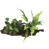 Dennerle Plants Anubias bart. var. nana with Microsorum on Root - 1 ks