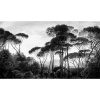 VLADILA Taormina Pines - tapeta