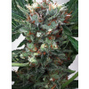 Ministry of Cannabis Zensation Balenie: 10