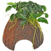 Dennerle Plants Anubias nana Bonsai on Nano Cave - 1 ks