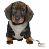 TRIXIE JUNIOR puppy souprava, měkký postroj 26-34cm/10mm + vodítko 2,00m/10mm - světle šedá