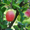 Jabloň Kandil Sinap, úrodné, vínovo sladké ovocie (Jabloň Kandil Sinap, úrodné, vínovo sladké ovocie)