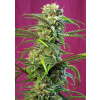 Sweet Seeds Sweet Tai Balenie: 10+4