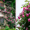 Ruža ťahavá Royalty 5l Rosa rampicanti