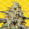 Original Sensible Seeds - Biscotti Auto 10 ks - Semená neobsahujú THC