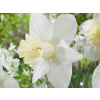 Narcis Watch Up (cibuľa 14/16 - 5ks)