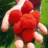 RASPBERRY Malina Jahoda LAHODNÉ ovocie DONIC (RASPBERRY Malina Jahoda LAHODNÉ ovocie DONIC)