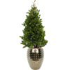 Private Label Laurus nobilis in Laos R25cm V168cm
