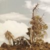 PEOPLE OF THE NORTH - STEEP FORMATIONS (LP)
