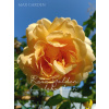 Ruža popínavá - Rosa ´Golden Celebration´- na špalieri 120x120cm