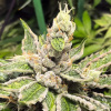 Ministry of Cannabis - Mamacitas Cookies 2 ks - Semená neobsahujú THC