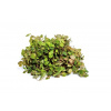 Phyllanthus fluitans