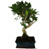 Ficus retusa - figovník - bonsai 445
