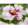 Pivonka itoh Cora Louise - Paeonia itoh Cora Louise