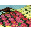 AgroProfi Substrát pre primule + Fe 70 l