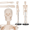 4FIZJO Anatomický model ľudskej kostry 45 cm