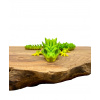 3D Dragon Green