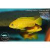 Chindongo Sunshine Taiwanee Reef - 4-5,5cm