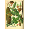 Jedľa biela, Abies Alba v 3 litr. kontajnery cca 20 - 40 cm vysoká