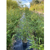 Bambus phylostachys aureosulcata 5L 130-150 cm KR (Bambus phylostachys aureosulcata 5L 130-150 cm KR)