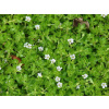 Brahmi - Bacopa drobnolistá (Bacopa monnieri)