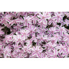 Phlox subulata 'Candy Stripes'