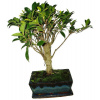 Ficus retusa - figovník - bonsai 451