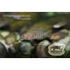 Neolamprologus multifasciatus