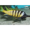 Metriaclima melissa 'Chirwa' (včela prodloužená) - 4,5-6cm