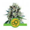 Royal Queen seeds Bubble Kush neobsahují THC 5 ks