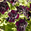 Petúnia Sophistica Blackberry F1 - Petunia grandiflora - semená - 15 ks