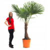 Frost -rezistentná dlaň Trachycarpus Fortunei - veľká (Frost -rezistentná dlaň Trachycarpus Fortunei - veľká)