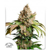 Auto Red Tropicana Cookies – Dutch Passion Balenie: 7ks