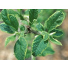 Halézie karolínska Variegata (kontajner C9)