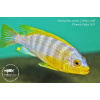 Metriaclima aurora Mbuzi - 4,5-6cm