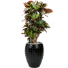 Private Label Croton (Codiaeum) variegatum 'Petra' in Laos R27cm V141cm
